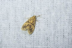 Miltochrista circumdata