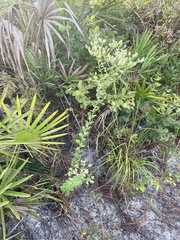 Sericocarpus tortifolius