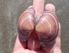 Eucallista purpurata