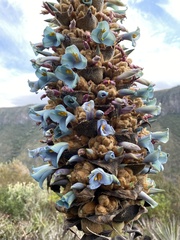 Puya