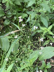 Alisma