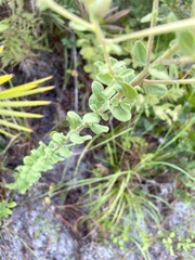 Sericocarpus tortifolius