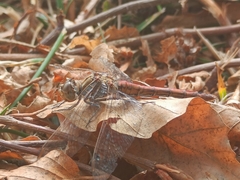 Sympetrum vulgatum