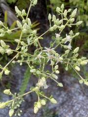 Sericocarpus tortifolius