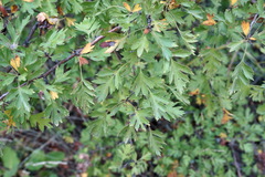 Crataegus stevenii