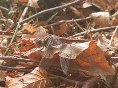 Sympetrum vulgatum