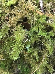 Kindbergia oregana