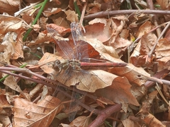 Sympetrum vulgatum
