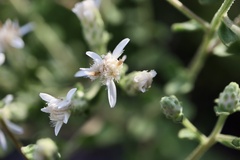 Sericocarpus tortifolius