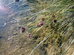 Schoenus nigricans