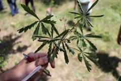 Potentilla heptaphylla