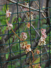 Fallopia convolvulus