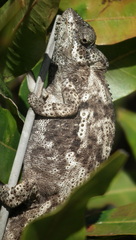 Bradypodion damaranum