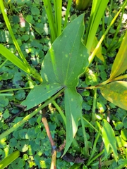 Sagittaria cuneata