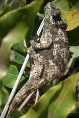 Bradypodion damaranum