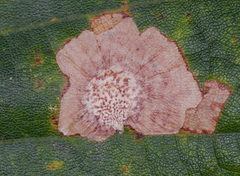 Tischeria quercitella