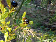 Chrysojasminum fruticans