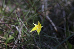 Caladenia flava flava