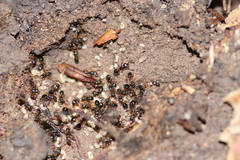 Myrmecina graminicola