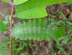 Lexias