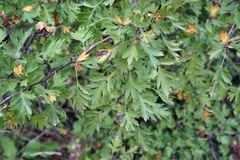Crataegus stevenii