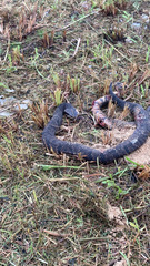 Agkistrodon piscivorus