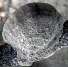 Polyporaceae