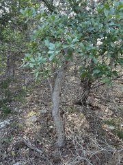Quercus laceyi