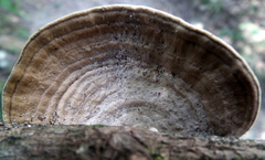 Polyporaceae