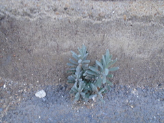Lavandula
