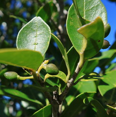 Chionanthus foveolatus