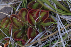 Drosera squamosa