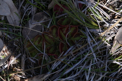 Drosera squamosa