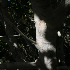 Chionanthus foveolatus