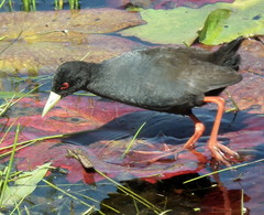 Zapornia flavirostra