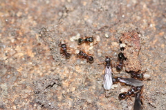 Myrmecina graminicola