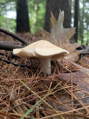 Rhodocollybia