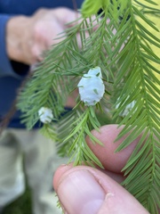 Taxodiomyia cupressiananassa