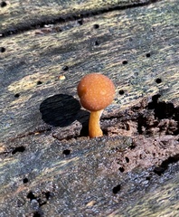 Pholiota granulosa