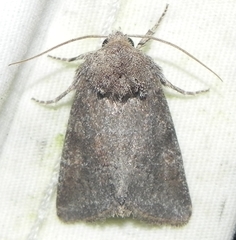 Lacinipolia meditata