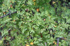 Crataegus stevenii