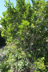 Chionanthus foveolatus