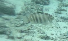 Abudefduf septemfasciatus