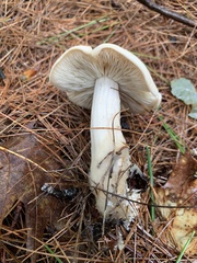 Rhodocollybia