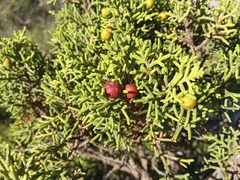 Juniperus phoenicea
