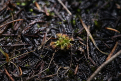 Drosera nitidula
