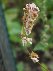 Fallopia convolvulus