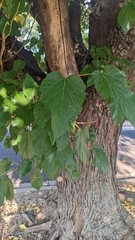 Moraceae