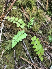 Polystichum