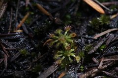 Drosera nitidula